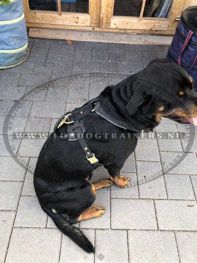 Rottweiler met onze leren hondentuig 