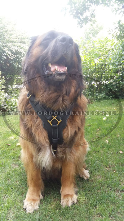 Leonberger met sterke lederen tuig