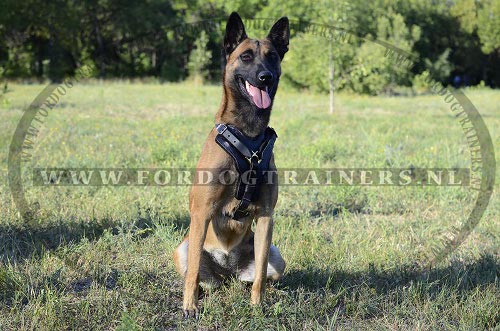 Handgemaakte lederen hondentuig, perfect voor Malinois