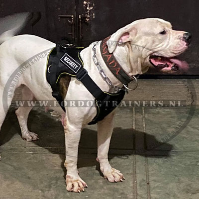 Multifunctioneel nylon hondentuig voor Bulldog