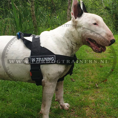 Bull Terrier op een wandeling in zijn beste nylon tuig - Klik op de afbeelding om het venster te sluiten