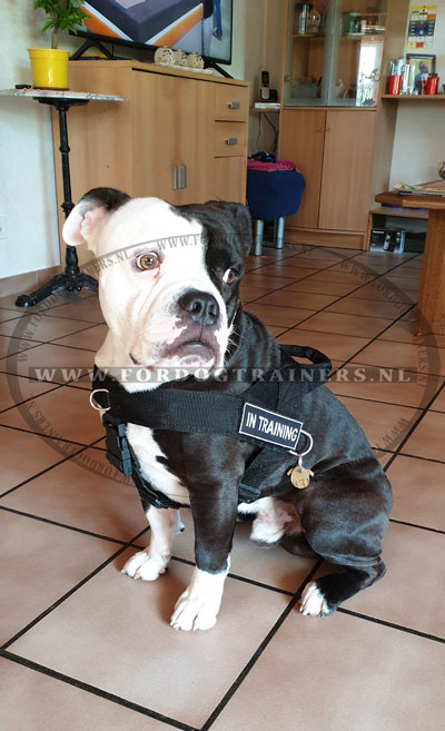 Nylon Honden Tuig voor SAR voor Bulldog [H17##1106 Tuig Franse Bulldog]