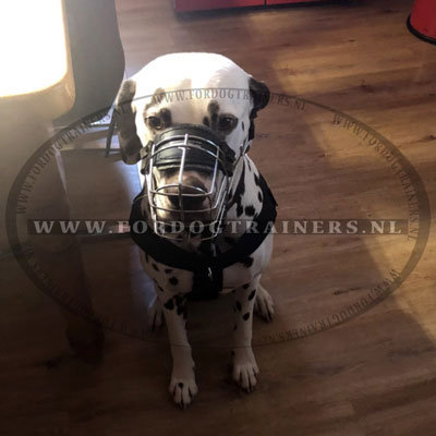 Dalmatier Nylon Tuig voor Trekken, Volgen, Trainen en SAR Dalmatier Nylon Tuig voor Trekken, Volgen, Trainen en SAR