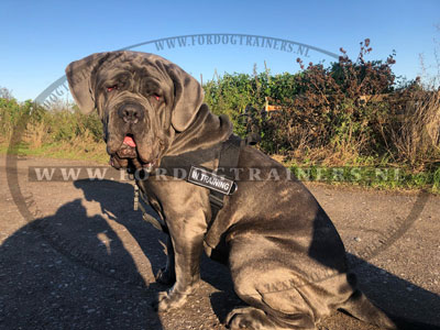 Multifunctionele Nylon Hondentuig voor Mastiff - Klik op de afbeelding om het venster te sluiten