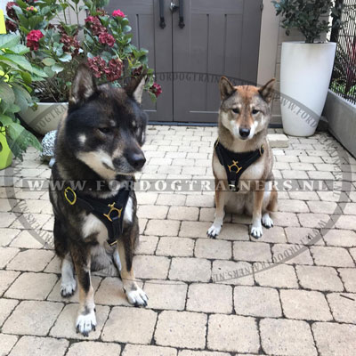 Leren hondentuig voor wandelen en mantrailen voor Shikoku Leren hondentuig voor wandelen en mantrailen voor Shikoku