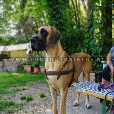 Duitse dog hondentuig voor trekken, wandelen, volgen - Klik op de afbeelding om het venster te sluiten