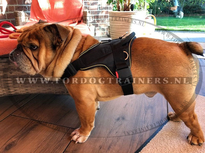 Wasserette Hollywood embargo Nylon Tuig voor Engelse bulldog Training en Wandelingen [H6###1106 Nylon Tuig  Engelse Bul] : Hondenwinkel met breide keuze van muilkorven, tuigen en  halsbanden!