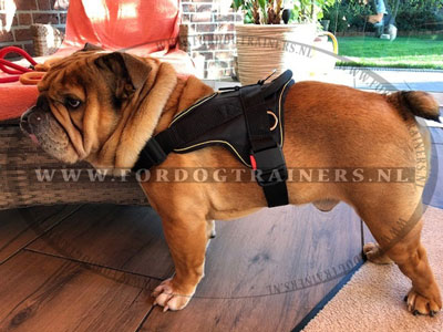 Nylon Tuig voor Engelse bulldog Training en Wandelingen - Klik op de afbeelding om het venster te sluiten