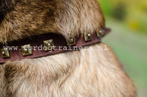 Halsband voor Wandelingen in Stijl