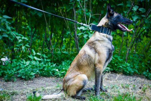 Handige
hondenhalsband, training en wandeling