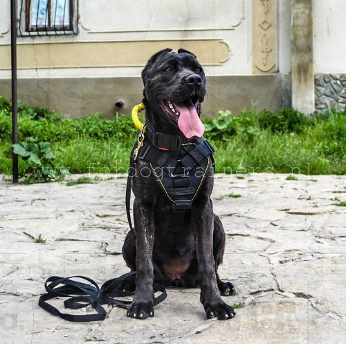 Praktische halsband voor Bandog 