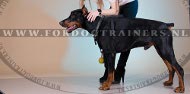 Dobermann Hondentuig voor dagelijks gebruik [H1###1106 Dobermann tuig]