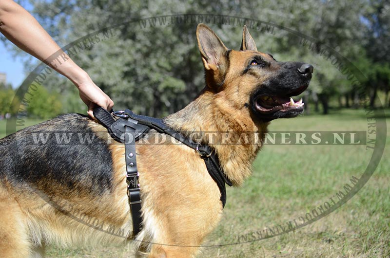 Umeki Graan Horzel Leren tuigje Grote hond | Duitse Herder - €103.4