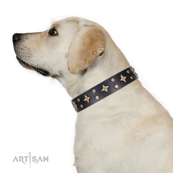 Labrador in lederen hondenhalsband