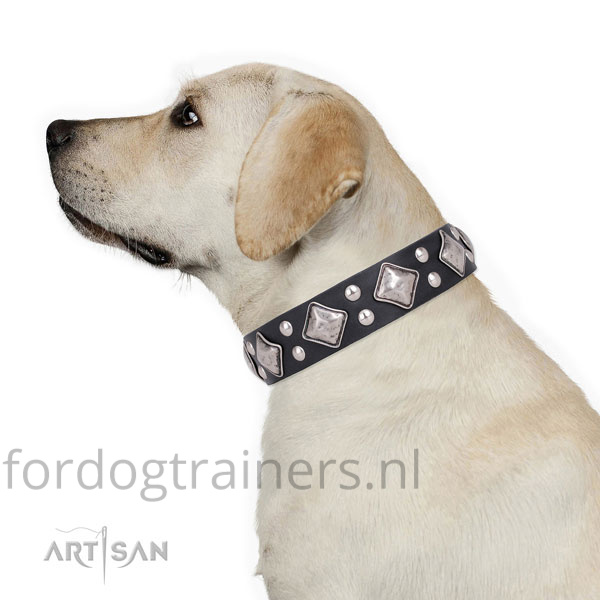 Labrador draagt onze witte hondenhalsband