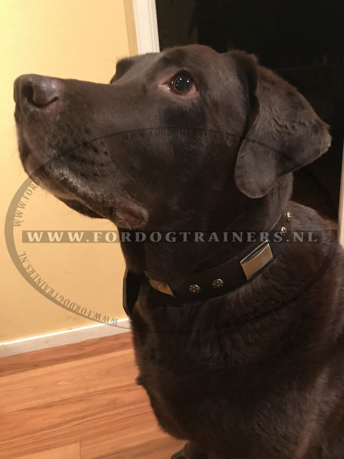 Bruine leren halsband op hond van onze klant