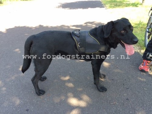 Nylon
Goede Kwaliteit Labrador Tuig