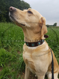 Labrador hondenhalsband van leer met blauwe stenen | Extra breed [C75##1106 Labrador hondehalsband]