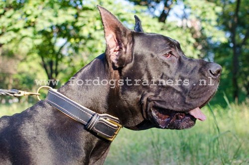 Duitse Dog met Lederen Halsband