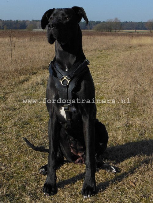 Stevige Duitse
Dog in Lederen Voering Tuig