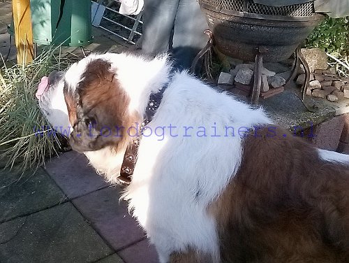 Lederen
Honden Halsband met Stalen Vernikkelde Knoppen