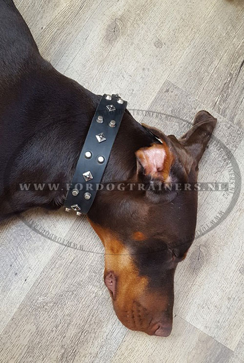 Zwarte leren halsband met studs op dobermann