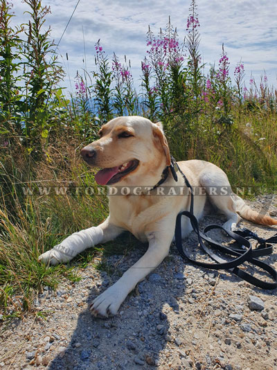 Labrador met Artisan halsband