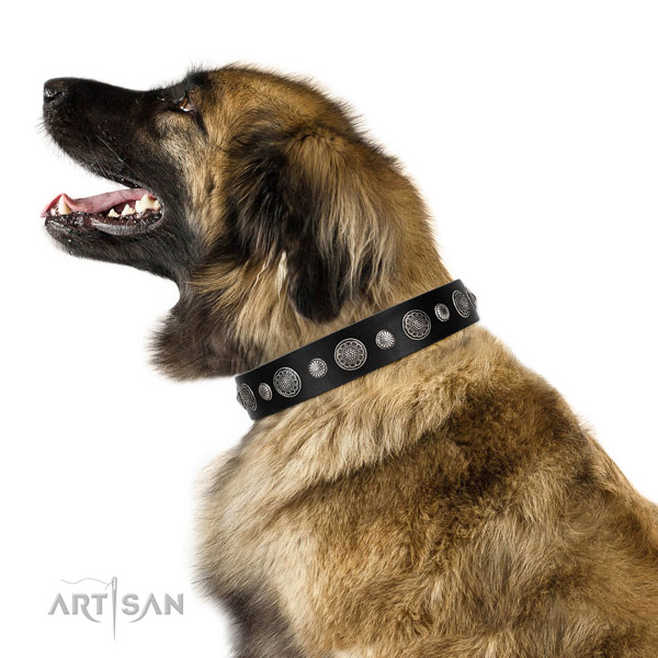 Leonberger in brede bruine halsband hond