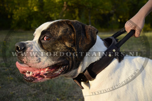 Halsband voor agitatie werk met Amerikaanse
Bulldog