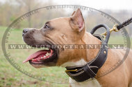 Lederen Halsband met Handvat voor Amstaff