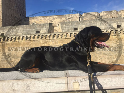 lederen hondenriemen voor honden