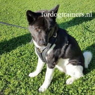 Leer Hondentuigje voor Akita voor K9