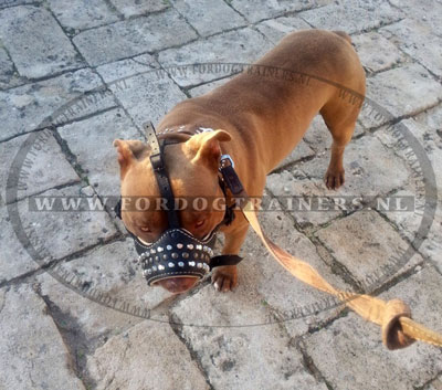 Leren Muilkorf met Knoppen voor Amstaff