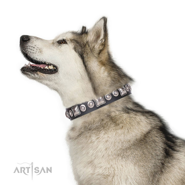 Malamute in lederen hondenhalsband