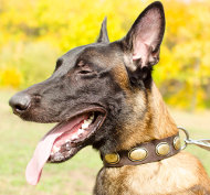 Malinois Lederen Halsband met Vintage Platen ⬢