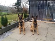 Lederen Opgevulde Tuig voor Malinois [H10##1106 leren Tuig Malinois]