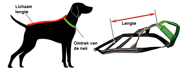 Hoe moet u uw hond voor een
hondentuig meten