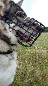 Inuit Noordelijke Hond Draad Muilkorf [M10##1106 Draad Muilkorf]