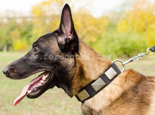 Halsband grote hond