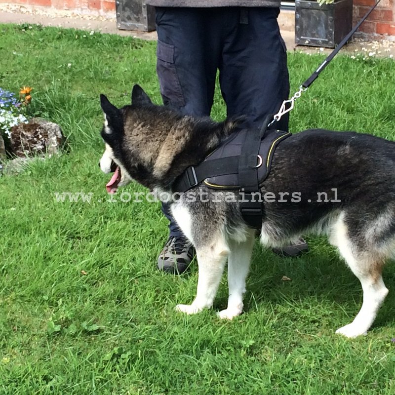 Hoe kun je een puppy aan de lijn leren lopen? : Hondenwinkel met breide keuze van muilkorven, tuigen halsbanden!