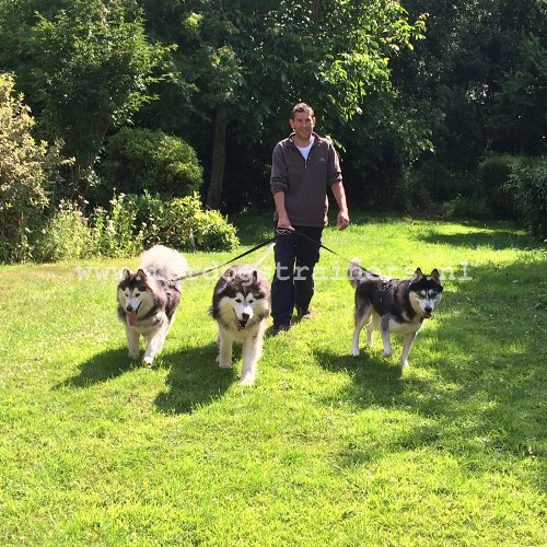 Honden Leiband van Nylon voor Huskies