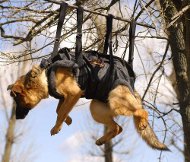 Takeltuig voor werkhonden | Grote en middelgrote honden