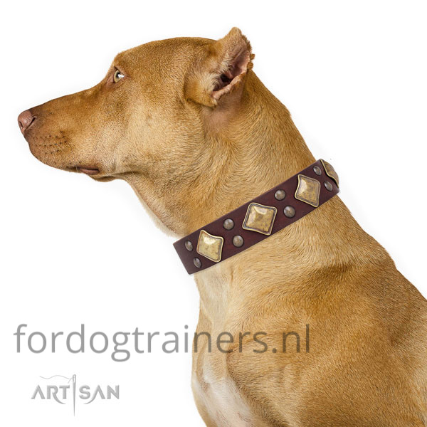 Pitbull in onze bruine brede honden halsband