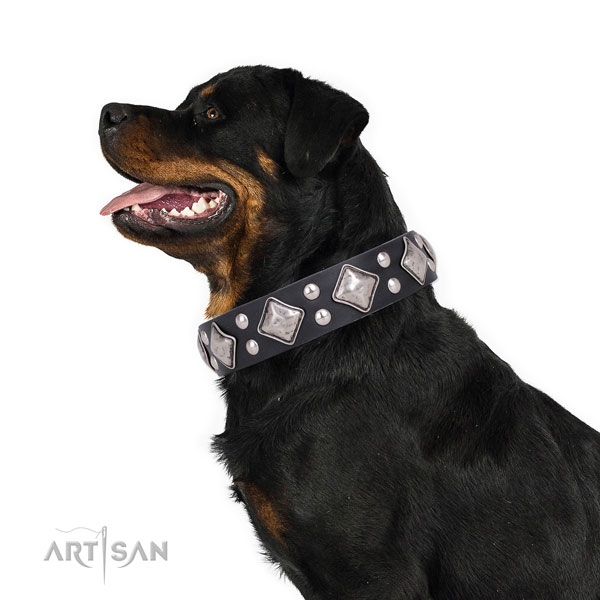 Rottweiler in onze honden halsband
