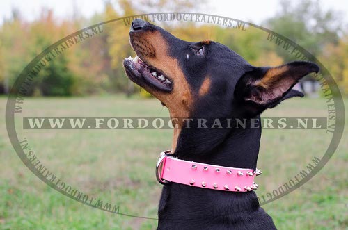 Roze lederen halsband voor Dobermann met spikes
