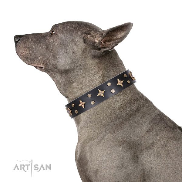 Thai Ridgeback in lederen hondenhalsband