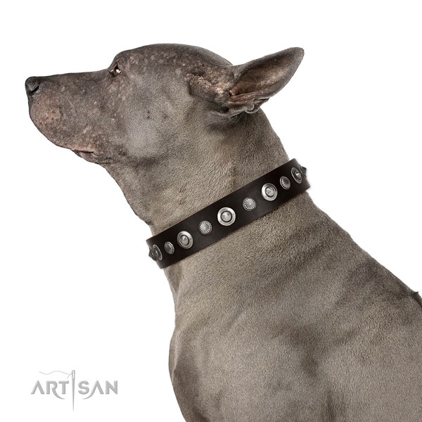 Thai Ridgeback hondenhalsband leer met studs