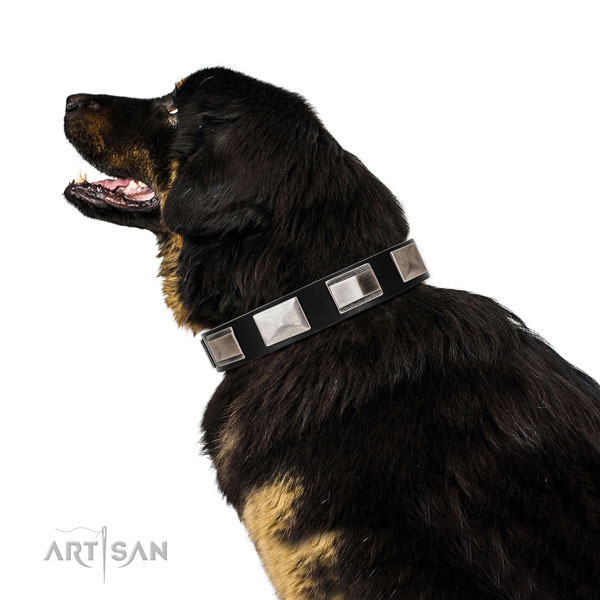 Tibetian Mastiff in brede zwarte halsband hond