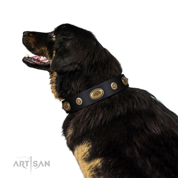 Tibetian Mastiff in berde roze halsband hond