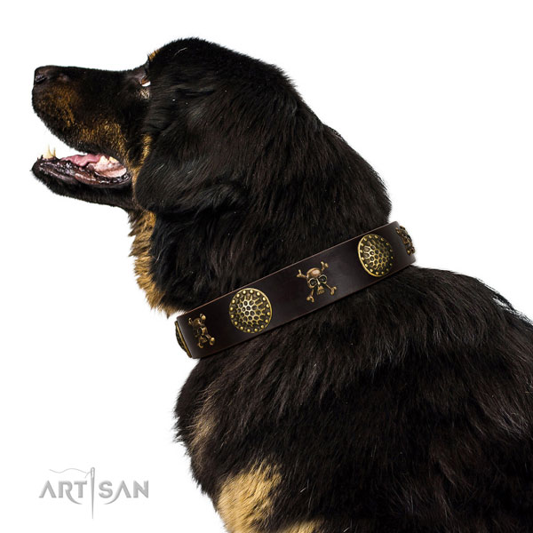 Tibetian Mastiff in brede bruin halsband hond